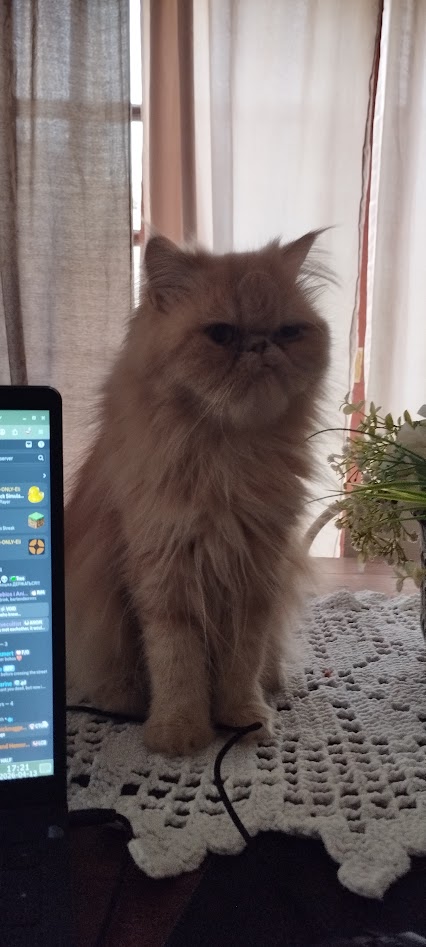my cat